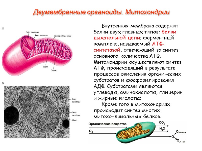 Внутренняя мембрана содержит белки двух главных типов: белки дыхательной цепи; ферментный комплекс, называемый АТФ-синтетазой,
